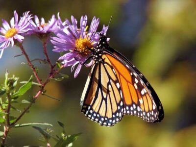 Sources for Monarch Butterfly Waystation Plants Image